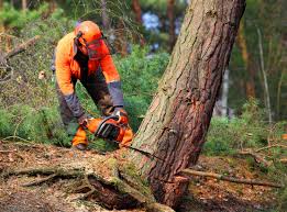 Best Tree Trimming and Pruning  in Dunnellon, FL